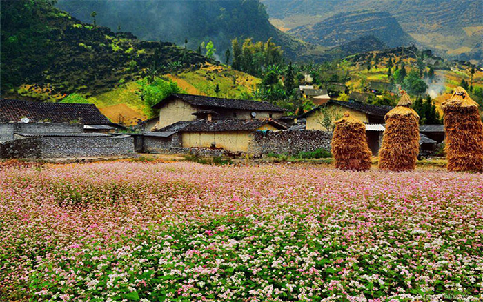 Mùa hoa tam giác mạch tại làng văn hóa Lũng Cẩm