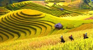Đến với Hà Giang mùa lúa chín vàng, bạn thỏa sức tung hứng những bộ ảnh đẹp lộng lẫy cùng hương lúa phảng phất hương thơm