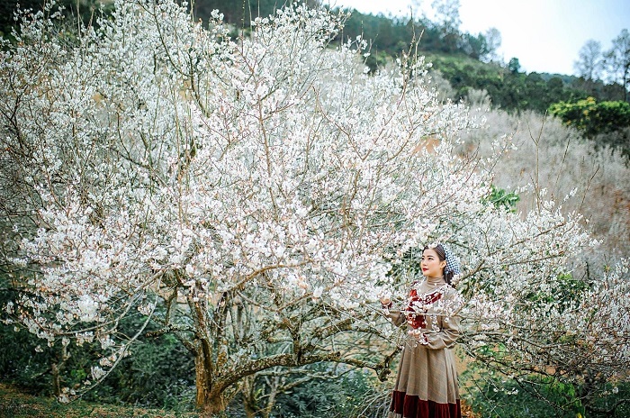 Mùa hoa nở trắng rừng ở Mộc Châu