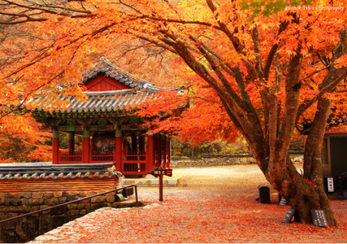 Mùa thu ở Hàn kéo dài từ tháng 9 đến hết tháng 11 với nhiệt độ trung bình khoảng 20.8℃ – 6.9℃