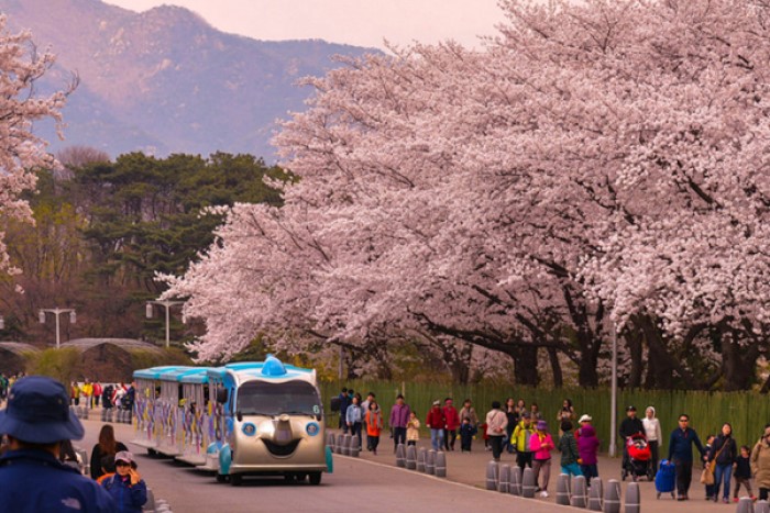 Vào mùa Xuân thời tiết ở Hàn Quốc thường ôn hòa và khô ráo