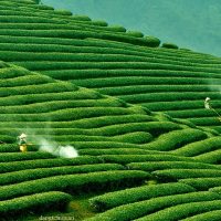 Du lịch Khát Vọng Việt – Công ty du lịch Mộc Châu tại Hà Nội uy tín hàng đầu