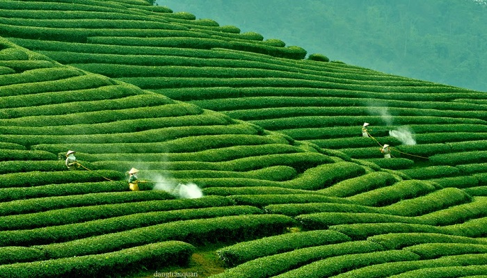 Công ty du lịch Mộc Châu tại Hà Nội