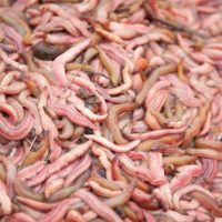 Rươi tỉnh nào ngon nhất? Bật mí địa chỉ mua uy tín, chất lượng